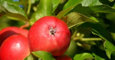 Vælg den perfekte æblesort til din have