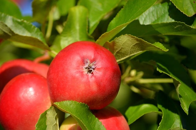 Vælg den perfekte æblesort til din have